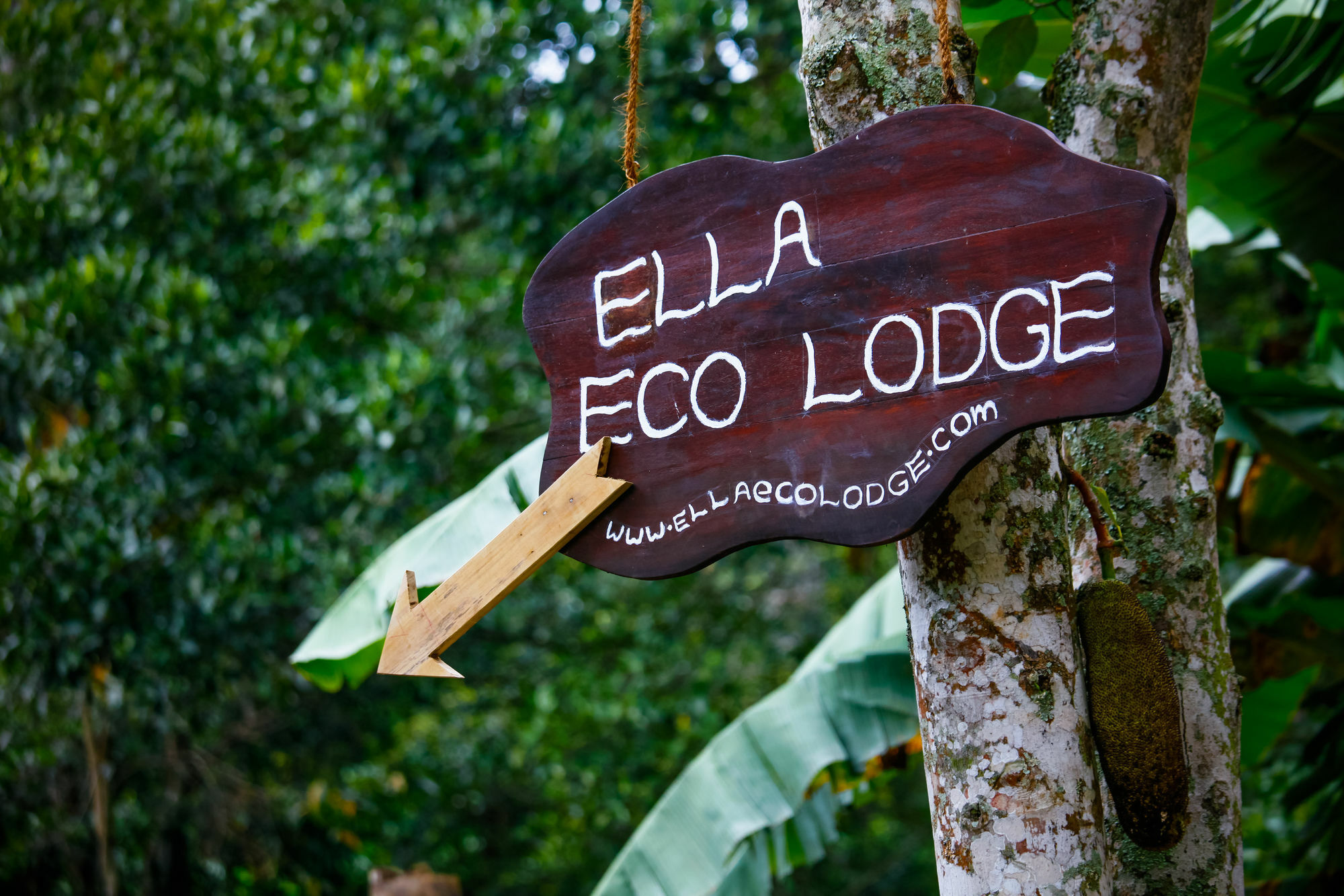Ella Ecolodge Εξωτερικό φωτογραφία