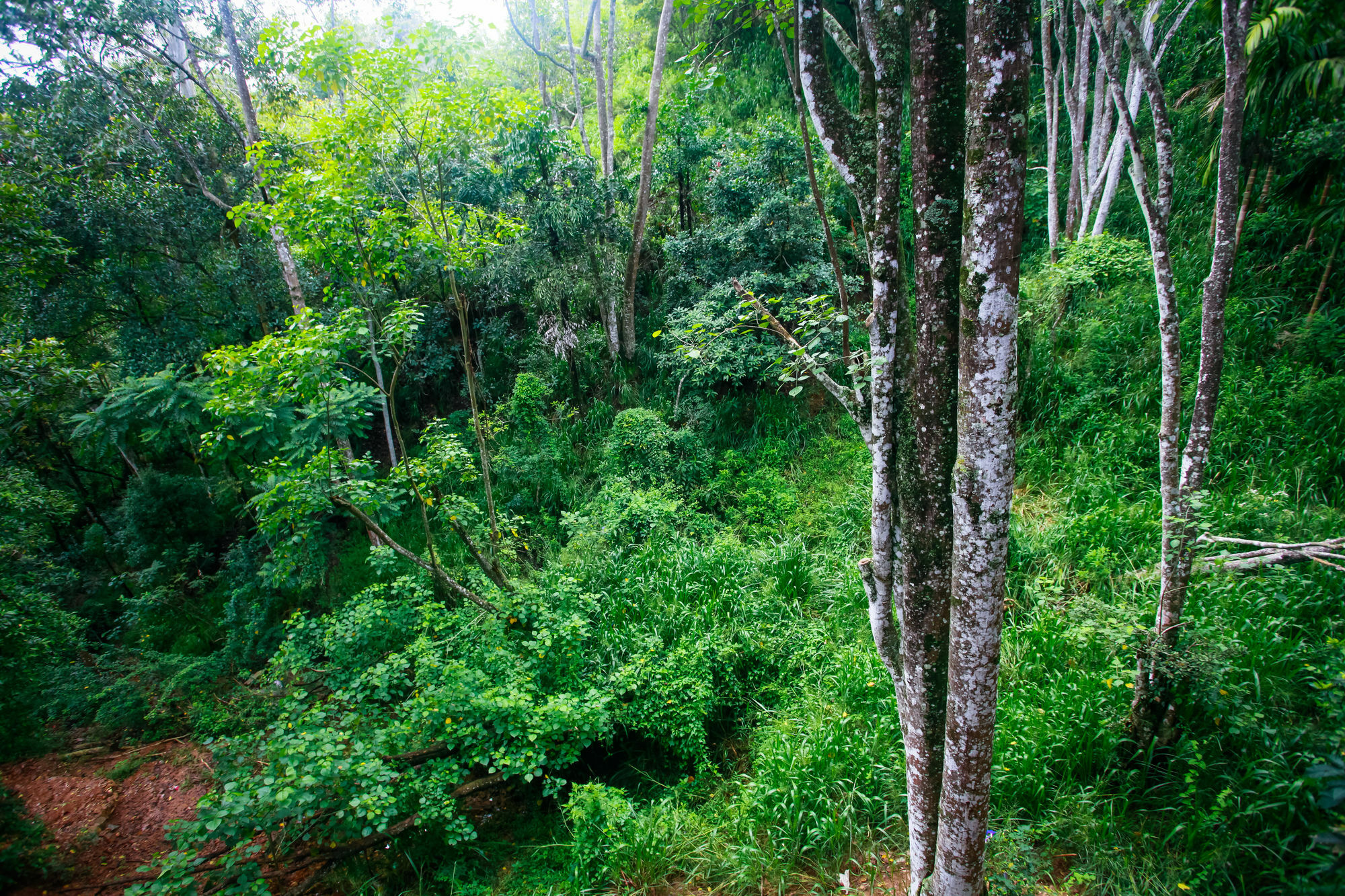 Ella Ecolodge Εξωτερικό φωτογραφία